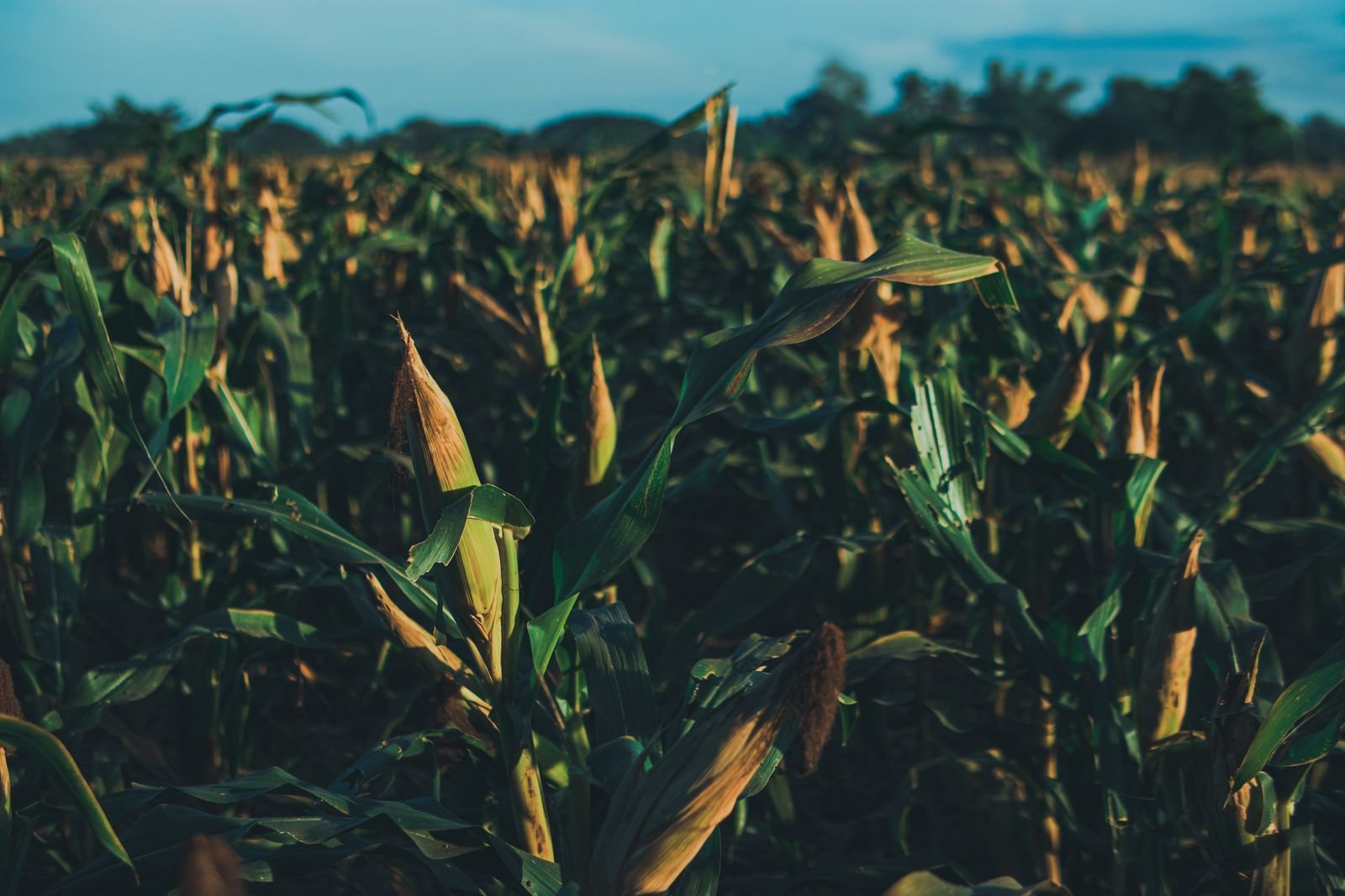 Vista cercana de un cultivo de maíz en un campo agrícola